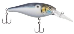 Berkley Bad Shad Medium Diving Crankbait -Fishing Sports Shop 13945542639671