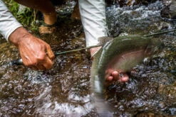 Temple Fork Outfitters Trout-Panfish Spinning Rods -Fishing Sports Shop 21122588 1612726152092001 5893757740725659703 o