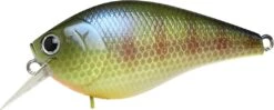 Lucky Craft LC 1.5 Deep Rattle Sound (DRS) Shallow Squarebill Crankbait 13 Lucky Craft LC 1.5 Deep Rattle Sound (DRS) Shallow Squarebill Crankbait -Fishing Sports Shop LC 1 5DRS 269BEGL