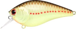 Lucky Craft LC 2.5 Shallow Squarebill Crankbait 27 Lucky Craft LC 2.5 Shallow Squarebill Crankbait -Fishing Sports Shop copper 2Bperch