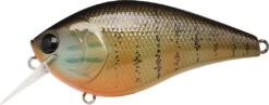 Lucky Craft LC 2.5 Shallow Squarebill Crankbait 39 Lucky Craft LC 2.5 Shallow Squarebill Crankbait -Fishing Sports Shop gold pumpkin seed