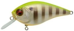 Megabass Knuckle LD Silent Crankbait 2 1/3 Inches 23 Megabass Knuckle LD Silent Crankbait 2 1/3 Inches -Fishing Sports Shop pm 2Bhot 2Bgill